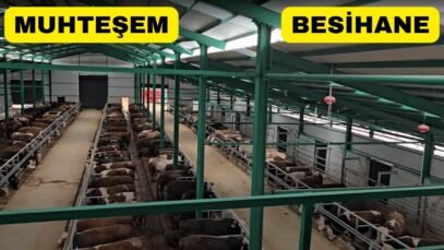 Arpa İle Beslenen Hayvanların İnanılmaz Hikayesi!