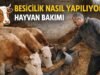 BESİCİLİK NASIL YAPILIR BESİCİLİKTEN PARA KAZANILIRMI