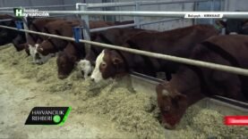 Hayvancılık Rehberi – Besi Başlangıcında Örnek Rasyon