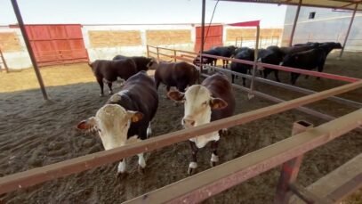 Yeni Gireceklere Tavsiyeler