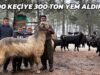 1.500 KEÇİYE 300 TON YEM KOYDUM / HİÇ SAMAN VERMEM / MERSİN TARSUS