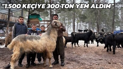 1.500 KEÇİYE 300 TON YEM KOYDUM / HİÇ SAMAN VERMEM / MERSİN TARSUS