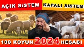 100 KOYUN ALINIR MI? – 2024 (Koyunculuk)