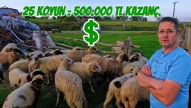 25 Koyundan YILDA 500.000 TL Kazanç | Köyde EN HIZLI PARA KAZANDIRAN HAYVAN ?
