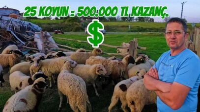 25 Koyundan YILDA 500.000 TL Kazanç | Köyde EN HIZLI PARA KAZANDIRAN HAYVAN ?