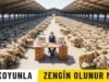 50 Koyunla Zengin Olunur mu?