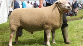 Royal Highland Show 2012