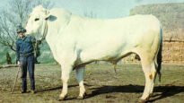 Chianina