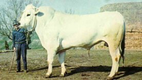 Chianina