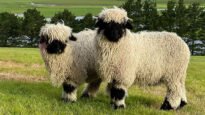 Valais Blacknose