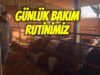 Ahırda Günlük Bakım ve Besleme Rutinimiz | Kuru Besi