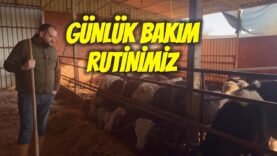 Ahırda Günlük Bakım ve Besleme Rutinimiz | Kuru Besi