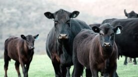 Angus Sığırı Hakkında Her Şey