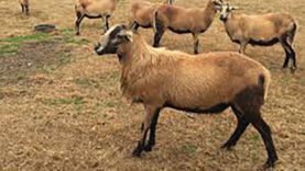 barbadoes blackbelly