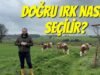 Besi İçin Doğru Irk Nasıl Seçilir? | En Büyük Hata