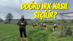 Besi İçin Doğru Irk Nasıl Seçilir? | En Büyük Hata