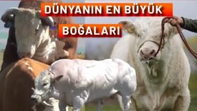 DÜNYANIN EN ETÇİ 10 SIĞIR IRKI