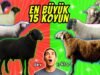 Dünyanın En ETÇİL 15 Koyun Irkı 🐑 Yerli Koyun Irkları 🐏 Ülkelere Göre Koyun Irkları