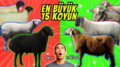 Dünyanın En ETÇİL 15 Koyun Irkı 🐑 Yerli Koyun Irkları 🐏 Ülkelere Göre Koyun Irkları