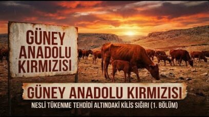 Güney Anadolu Kırmızısı | Nesli Tükenme Tehdidi Altındaki Kilis Sığırı
