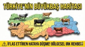 Hangi Bölge Hangi İnek Irkı