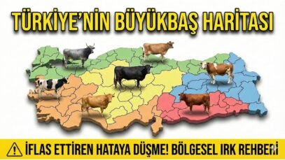 Hangi Bölge Hangi İnek Irkı