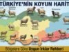 Hangi Bölge Hangi Koyun Irkı