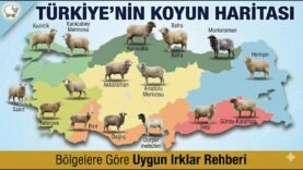 Hangi Bölge Hangi Koyun Irkı