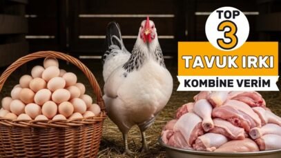 Hem Eti Hem Yumurtası Bol Olsun Diyenlere! Türkiye’nin En Verimli 3 Tavuk Irkı