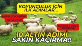 💥KOYUNCULUK İÇİN 10 ALTIN ADIM!🏆💰(📅 Güncel 2025 Rehberi)