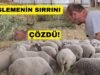 KOYUNLARINI SADECE YONCA İLE BESLİYOR! SONUÇ MÜKEMMEL!