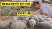 KOYUNLARINI SADECE YONCA İLE BESLİYOR! SONUÇ MÜKEMMEL!