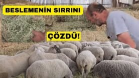 KOYUNLARINI SADECE YONCA İLE BESLİYOR! SONUÇ MÜKEMMEL!