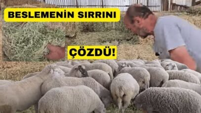KOYUNLARINI SADECE YONCA İLE BESLİYOR! SONUÇ MÜKEMMEL!