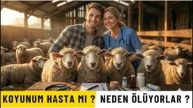 Koyunum Hasta mı? Neden Ölüyorlar?