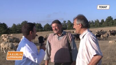 Küçükbaş Hayvancılıkta Koç Katımı ve Doğumun Toplulaştırılması | Uzman Anlatımıyla