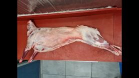 KURBANLIK KOÇ NASIL PARÇALANIR ?