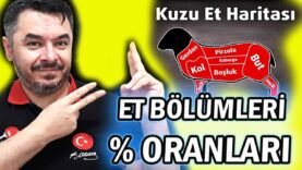 Kuzunun Et Bölümleri ve Karkas Parçalama