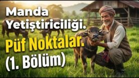 Manda Yetiştiriciliği | Başlangıç Rehberi ve Temel Bilgiler