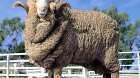 Stud Merino ram at a farm in Australia.