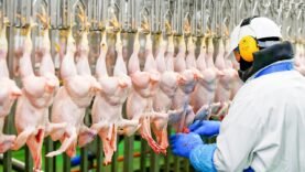 Modern Tavuk Kesimhanesi-Tavuklar Nasıl Kesilip Parçalanıyor?