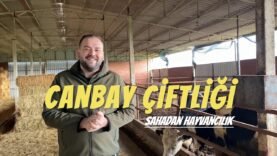 Sahadan Hayvancılık