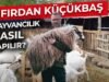 SIFIRDAN HAYVANCILIK NASIL YAPILIR | KEÇİ VE KOYUNCULUĞA YENİ BAŞLAMAK