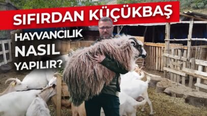 SIFIRDAN HAYVANCILIK NASIL YAPILIR | KEÇİ VE KOYUNCULUĞA YENİ BAŞLAMAK
