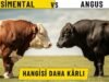 Simental mi ? Angus mu ? Hangisi Daha Kârlı ?
