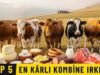 Türkiye’nin En Kârlı 5 Kombine Irkı | Çift Kazanç Rehberi
