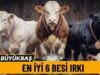 Türkiye’nin En KARLI 6 İthal Besi Irkı