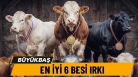 Türkiye’nin En KARLI 6 İthal Besi Irkı
