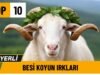 Türkiye’nin EN VERİMLİ 10 Yerli Besilik Koyun Irkı