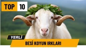 Türkiye’nin EN VERİMLİ 10 Yerli Besilik Koyun Irkı